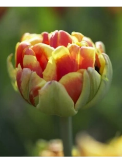 Тюльпаны,луковицы махровый Дабл Шарли, микс (4штуки)