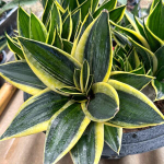 Сансевиерия JADE PAGODA VAR