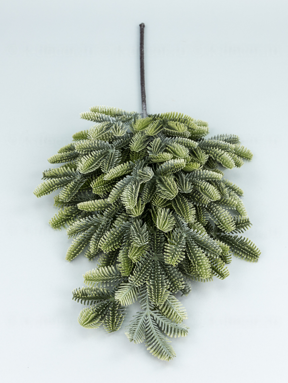 Ветка пихты