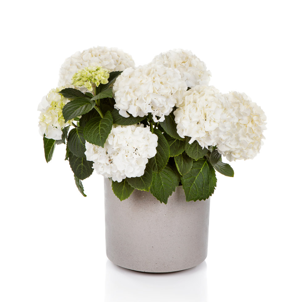 Hi White Sun (Хай Уайт Сан) Р12 Европа 2026