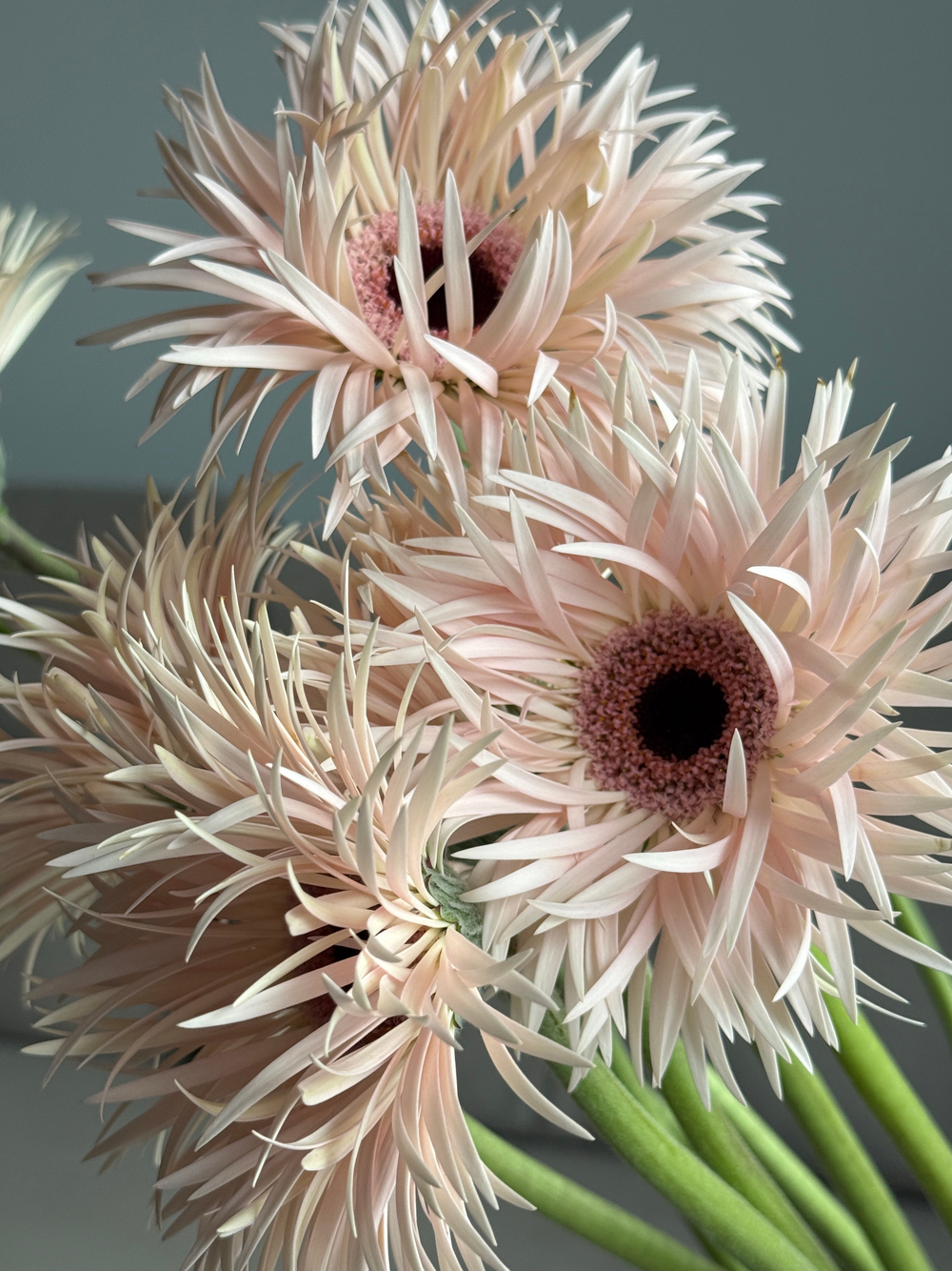 Гербера розовая