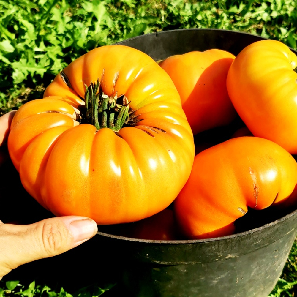 Помидоры КВХ - Kellogg's Breakfast Cross