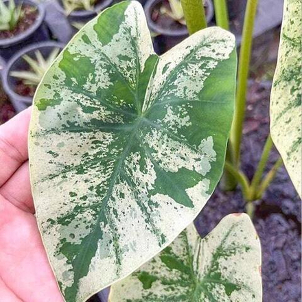 Колоказия WHITE WIZARD