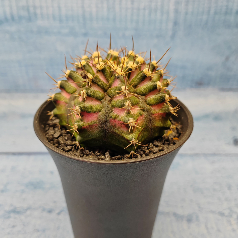 Gymnocalycium T-Rex Pink hybride (Гимнокалициум T-rex)