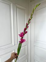 Гладиолус в розовом оттенке