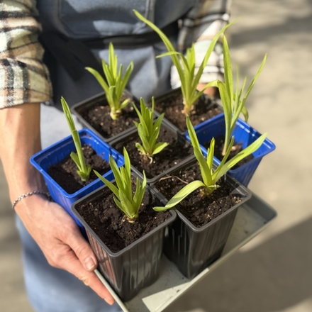 тубероза Сенсейшн (Polianthes tuberosa Chia Nong Sensation) — в горшочке — пора высаживать
