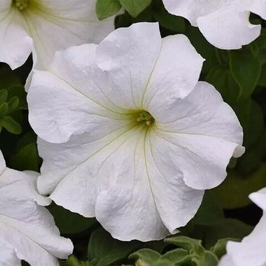 S60252 Петуния Supercascade White 10 шт.