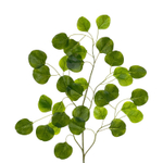 Эвкалипт популус ветка 75 см