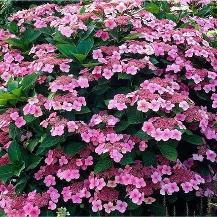 Mariesii Perfecta (Маризи Перфекта) Р12 Европа 2026