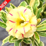 Адениум вариегатный WONDERFUL YELLOW VAR (W48)