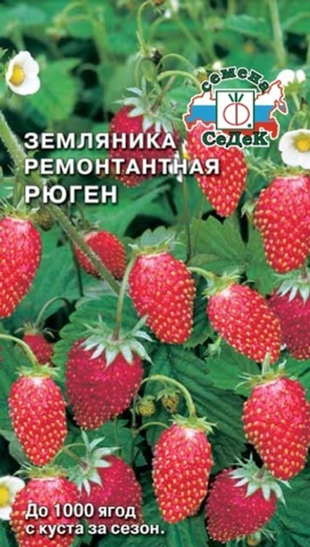 Земляника Рюген