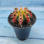 Gymnocalycium Variegata (Гимнокалициум Вариегатный)