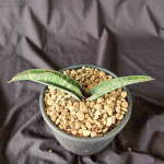 Сансевиерия WAENSO