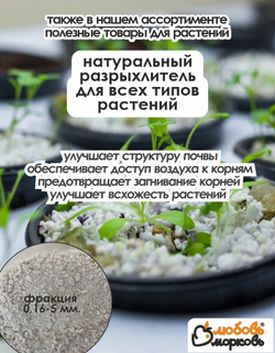 Калла Клубнелуковица, Каптейн Лидо, 2шт