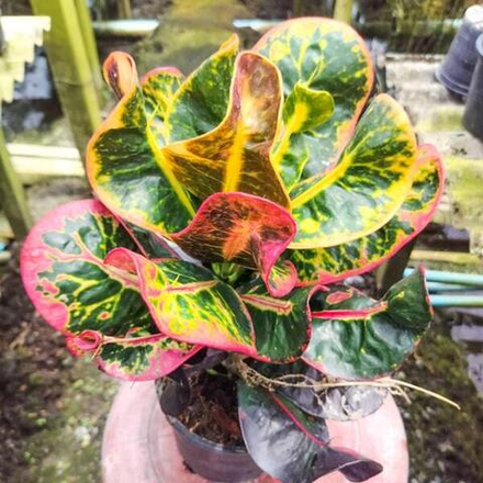 Кротон TERM SAP