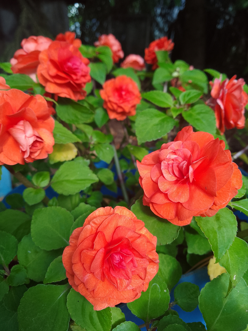 Бальзамин Fiesta Orange ОКС укорененный черенок