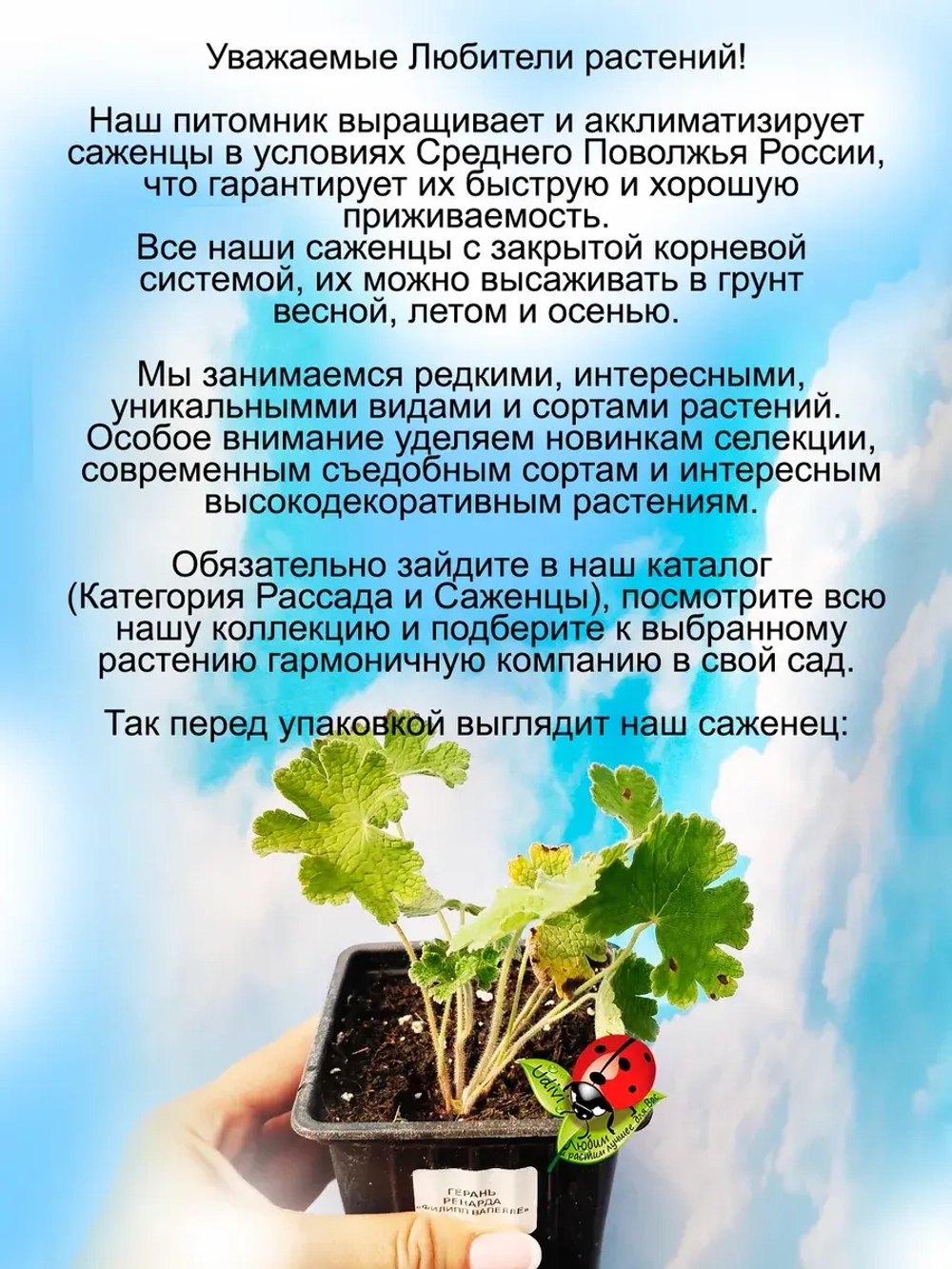 Герань Филипп Ваппель многолетняя