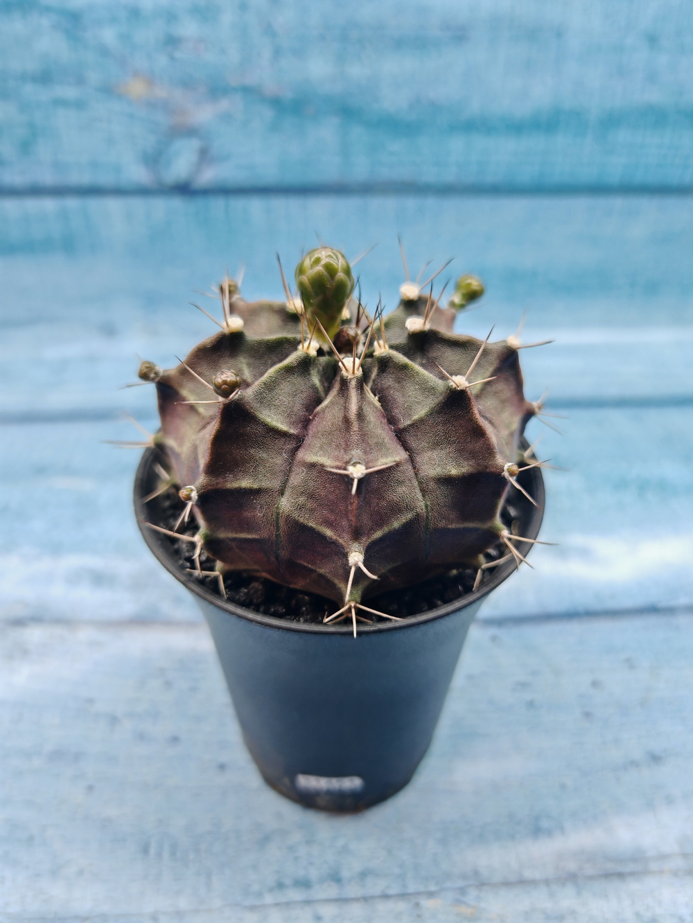 Gymnocalycium Mihanovichii black (Гимнокалициум)