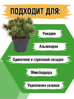 Сосна горная рассада и саженцы хвойных деревьев