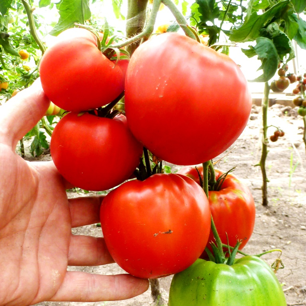 Помидоры Реликвия из Уссурийска