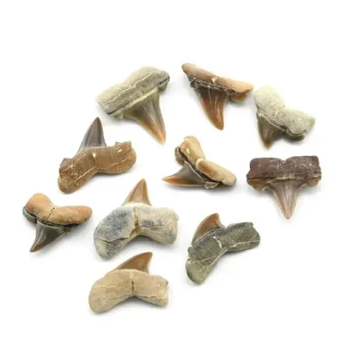 Минерал зуб акулы "Serratolamna" 11*3*9мм