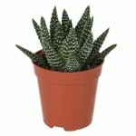 Хавортия Алоэ