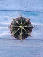 Gymnocalycium Friedrichii (Гимнокалициум)