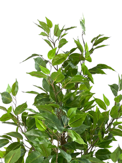 Фикус Бенджамина Новый 165 см.