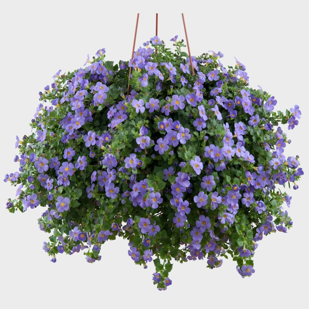 Б3 Бакопа Megacopa blue