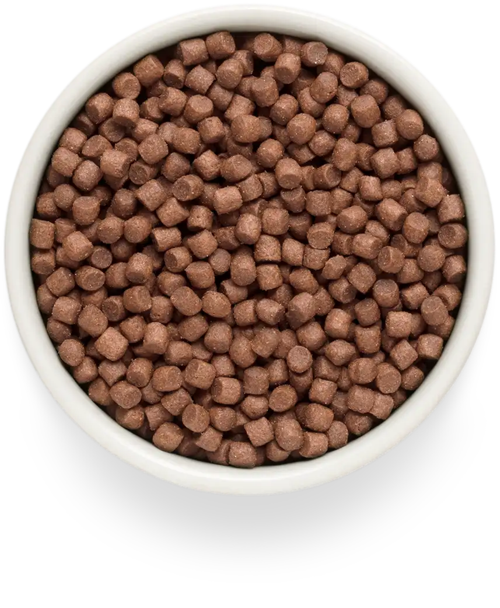 PREMIER Свежее мясо ягненка с индейкой для взрослых собак мелких пород