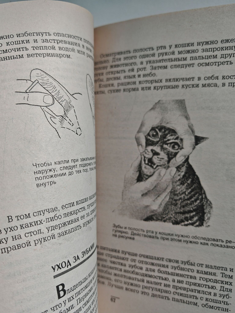 Кошка в доме