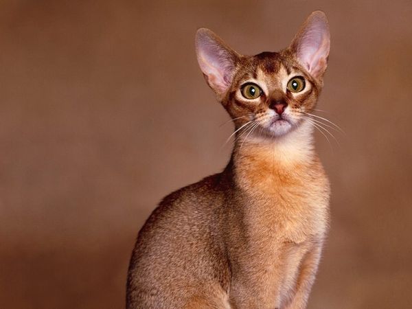 Знакомимся, абиссинская кошка