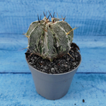 Astrophytum Myriostigma cv. Fukuryu (Астрофитум)