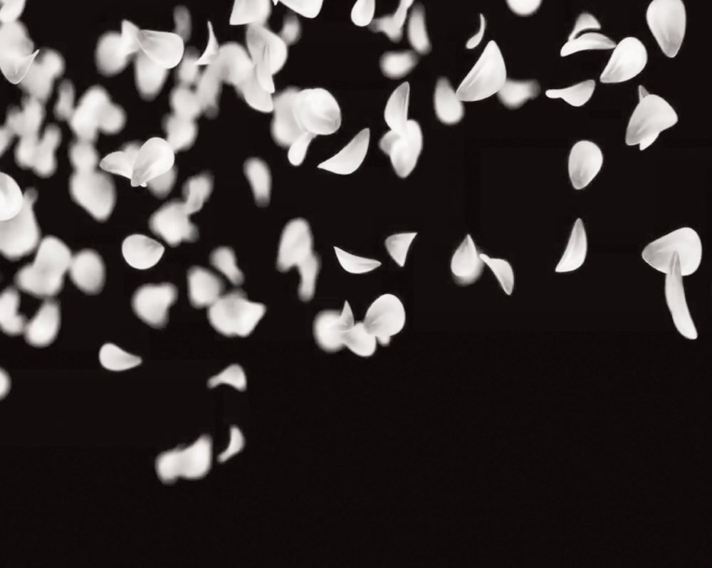 Невинная вишня. Предзаказ. Выход в апреле 2026 года