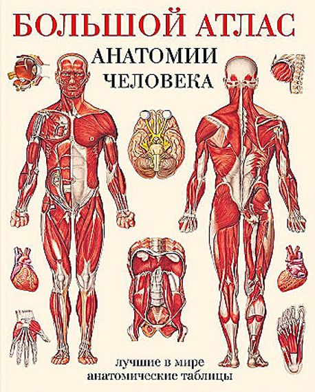 Большой атлас анатомии человека