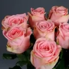 Софи Лорен 80 см