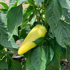 ДОН F1 семена перца сладкого (Bejo | Alexagro)