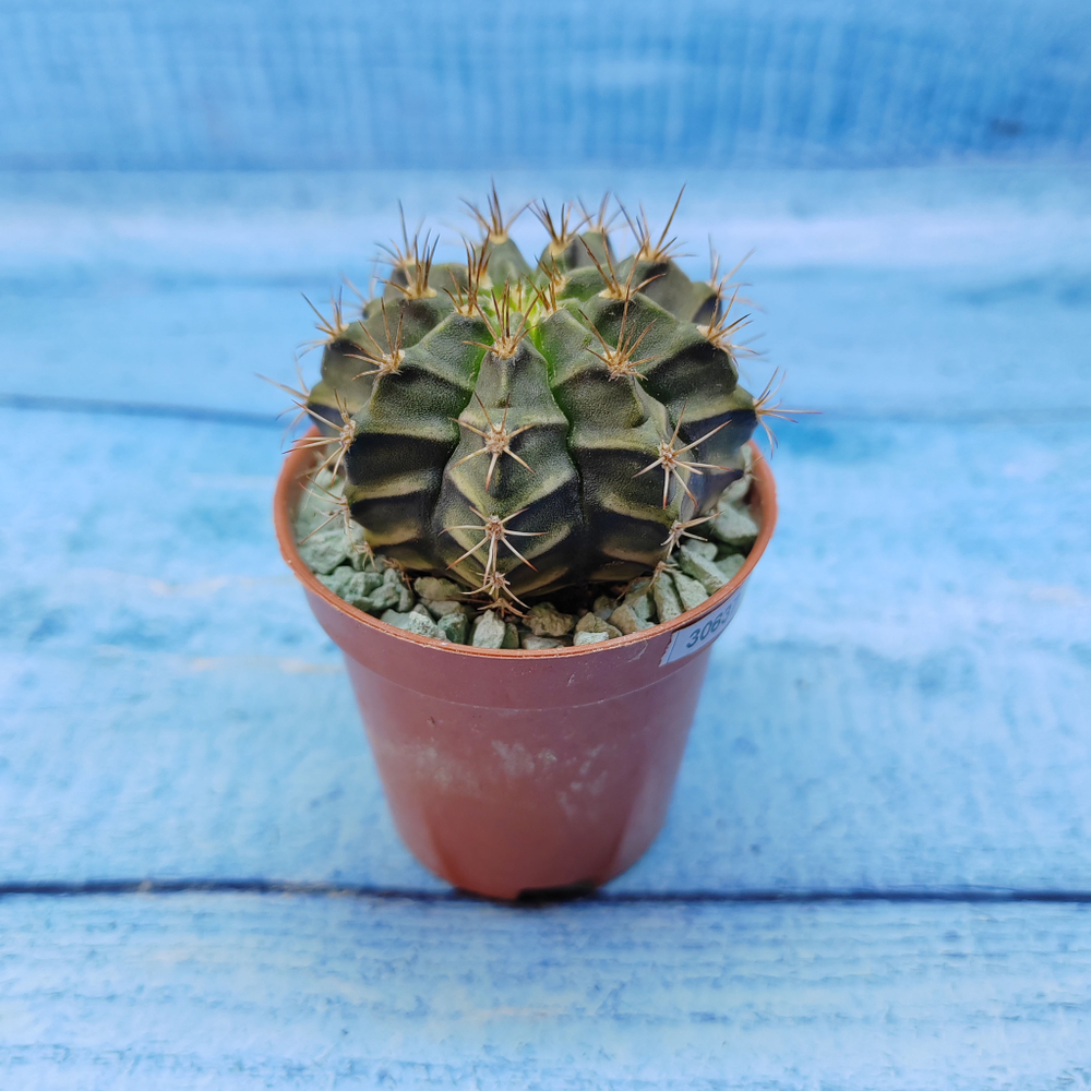 Gymnocalycium Friedrichii (Гимнокалициум)