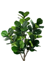 Фикус Лирата 160 см.