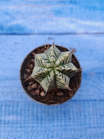 Euphorbia meloformis f. Variegated (Эуфорбия вариегатная)