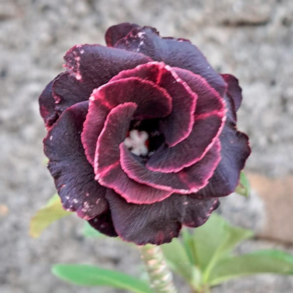 Адениум KAKATUA RAJA