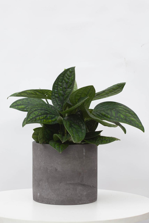 Эпипремнум Марбл Планет