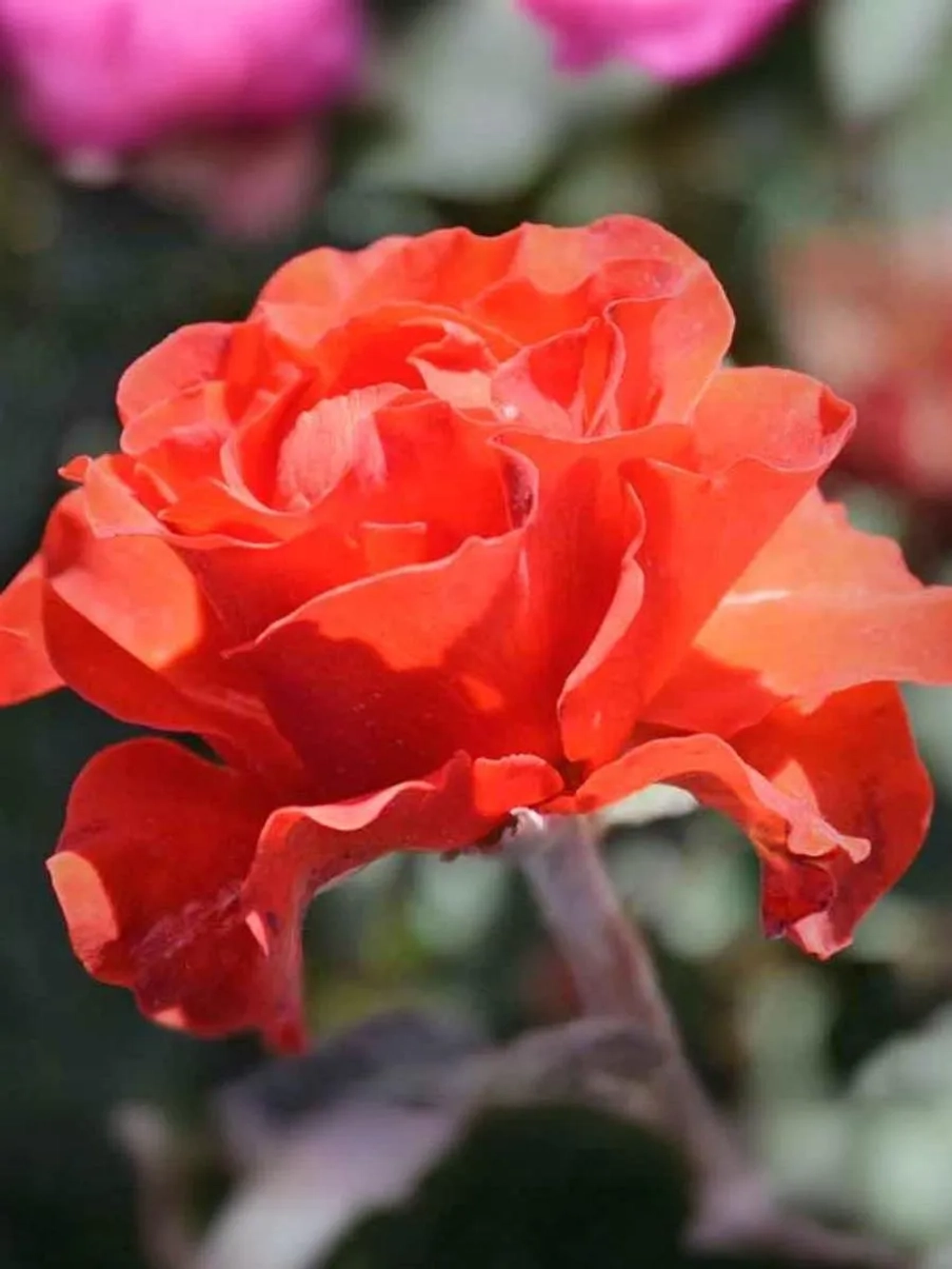 Роза флорибунда Озо