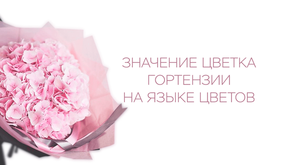 Значение цветка гортензии на языке цветов