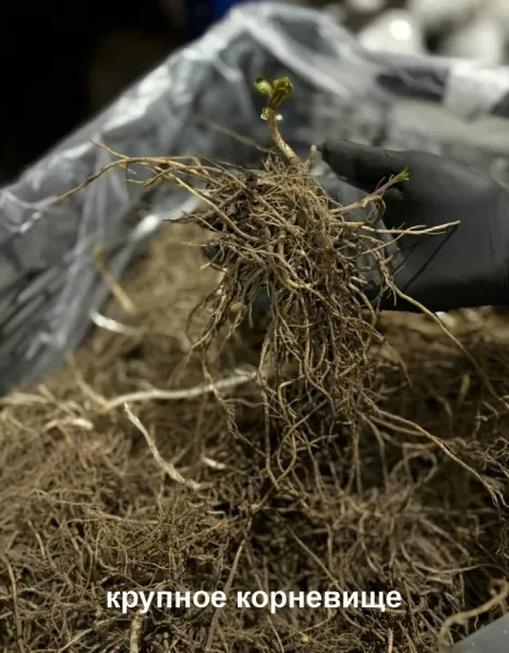 Инструкция по посадке ФЛОКСОВ