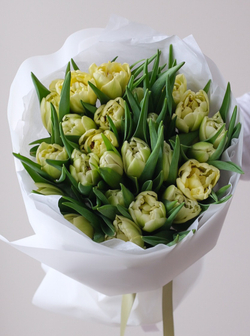 Моно из 25 пионовидных тюльпанов Авангард