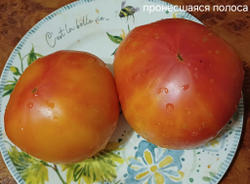 ГНОМ ПРОНЕСШАЯСЯ ПОЛОСА