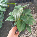 Хомаломена NAGA (В30)