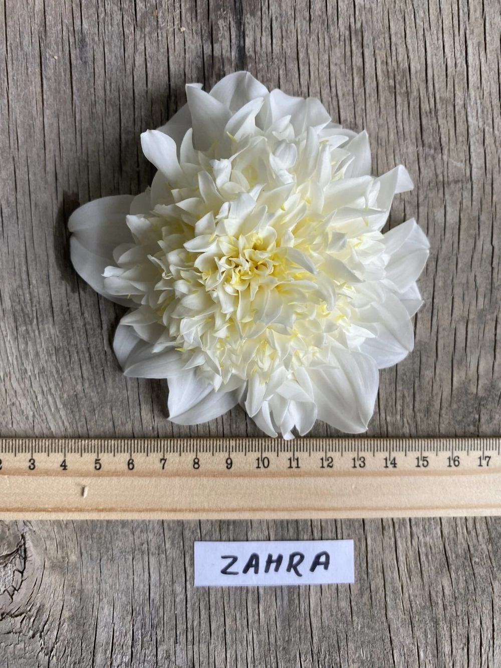 Георгин Zahra (корень) Закупка М55 апрель 2026