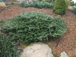 Пихта корейская Флигенде Унтертас Р9 10-15см Закупка М62 апрель-май 2026